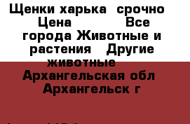 Щенки харька! срочно. › Цена ­ 5 000 - Все города Животные и растения » Другие животные   . Архангельская обл.,Архангельск г.